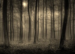 Szary + Sepia