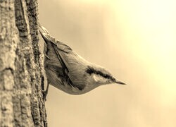 Szary + Sepia
