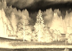 Sepia + Negatyw