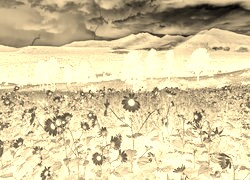 Sepia + Negatyw