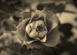 Szary + Sepia