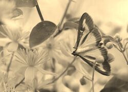 Szary + Sepia