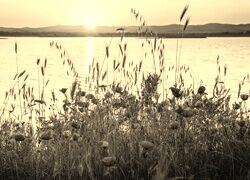 Szary + Sepia