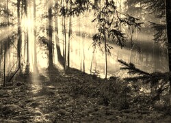 Szary + Sepia