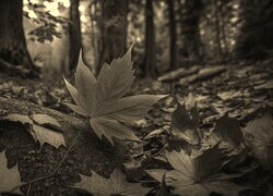 Szary + Sepia