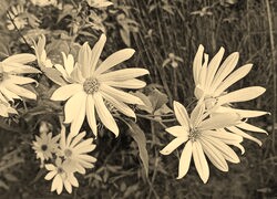 Szary + Sepia