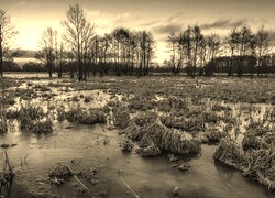 Szary + Sepia