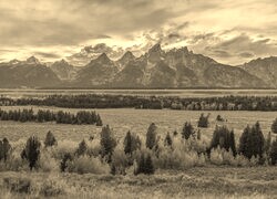 Szary + Sepia