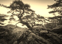 Szary + Sepia