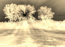 Sepia + Negatyw