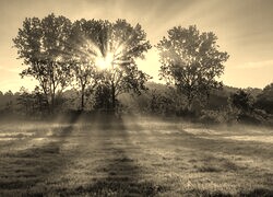 Szary + Sepia