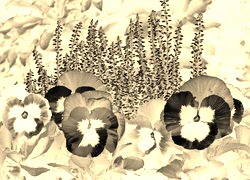Sepia + Negatyw