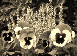 Szary + Sepia