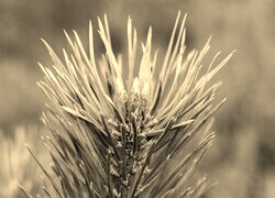 Szary + Sepia