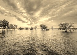 Szary + Sepia