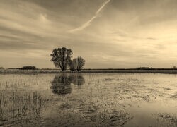 Szary + Sepia
