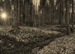 Sepia
