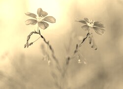 Szary + Sepia