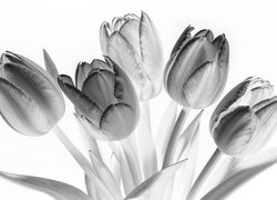 Szary + Negatyw