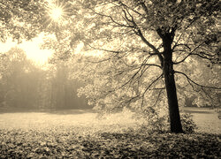 Szary + Sepia