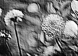 Skamielina