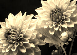 Szary + Sepia