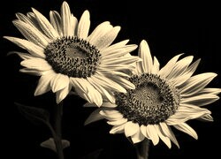 Szary + Sepia