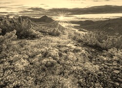 Szary + Sepia