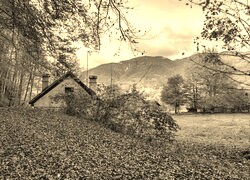 Szary + Sepia