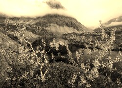 Szary + Sepia