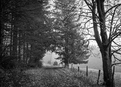 Szary