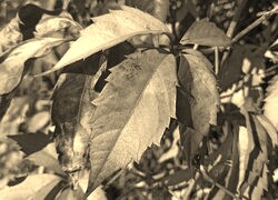 Szary + Sepia