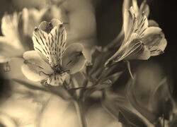 Szary + Sepia