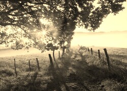 Szary + Sepia