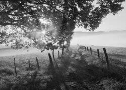 Szary