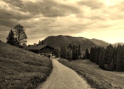 Szary + Sepia