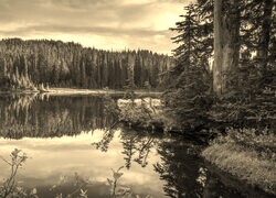 Szary + Sepia