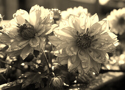 Szary + Sepia
