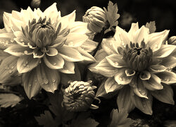 Szary + Sepia