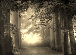 Szary + Sepia