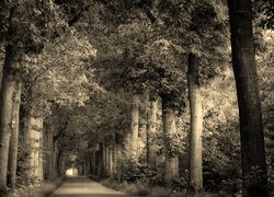 Sepia