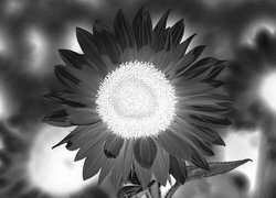 Szary + Negatyw
