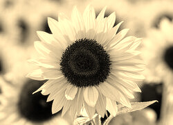 Szary + Sepia