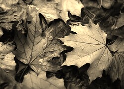 Szary + Sepia
