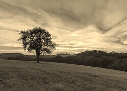 Szary + Sepia