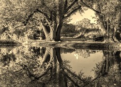 Szary + Sepia