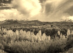 Sepia
