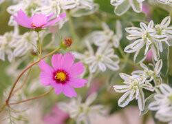 Oryginalny obrazek