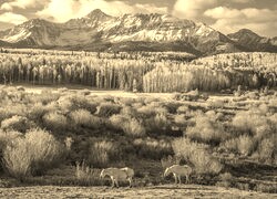 Szary + Sepia