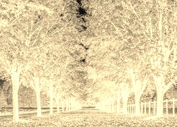 Sepia + Negatyw